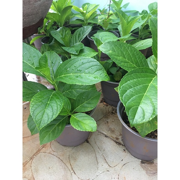 CHẬU CÂY HOA CẨM TÚ CẦU_ CÂY ĐÃ TRƯỞNG THÀNH, MỖI CHẬU TỪ 2 THÂN CÂY_3 THÂN CÂY KHỎE MẠNH