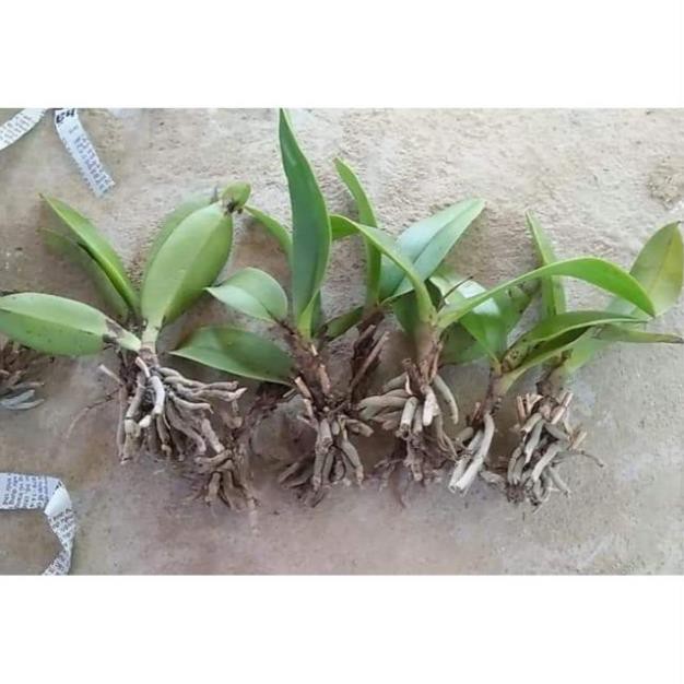 Cây giống tiểu lan hồ điệp rừng, cây giống nhỏ
