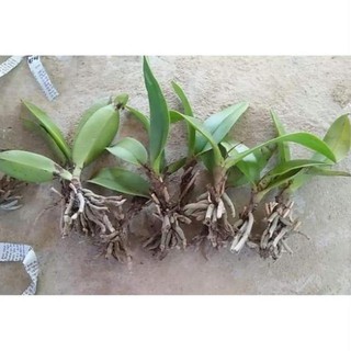 Cây giống tiểu lan hồ điệp rừng, cây giống nhỏ