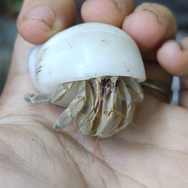 Combo mô hình albino màu ngẫu nhiên kích thước tùy chọn