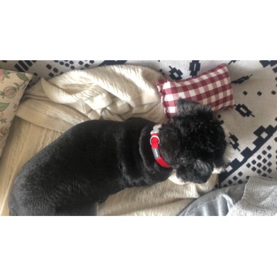 Red Dingo Vòng cổ cổ điển cho cún