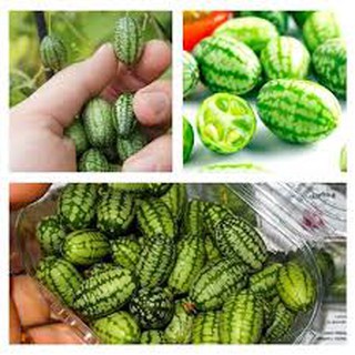 Hạt giống dưa hấu mini (dưa hấu tí hon ) 10hat