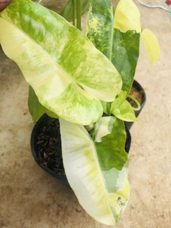 Trầu tỉ phú đột biến