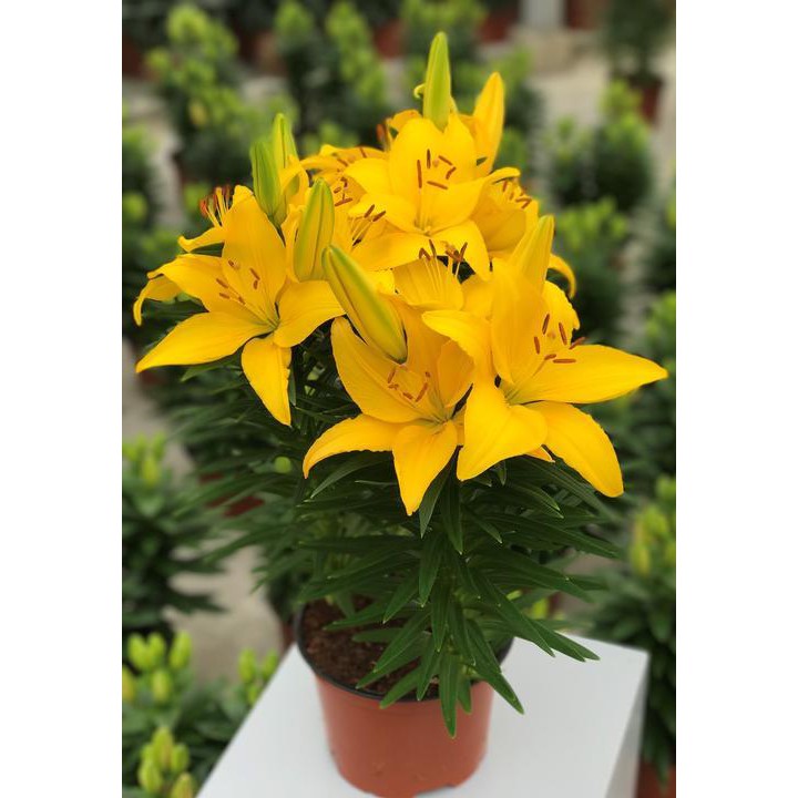 CỦ HOA LY LÙN MÀU VÀNG ĐÃ CÓ MẦM
