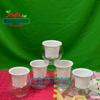 Bình Nhựa Trong Trồng Cây Thủy Sinh