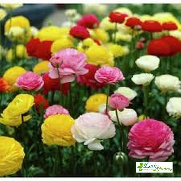 20 Hạt giống Hoa hồng Ri ba tư  XTRA TẶNG KÈM PHÂN VÀ KÍCH MẦM