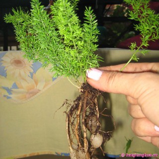 Hạt giống cây Tùng Đuôi Chồn (Trúc Thiên Môn) - 5 hạt
