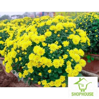 shophouse Gói 200 hạt giống hoa cúc mâm xôi vàng SHOP HOUSE TẾT KHUYẾN MẠI