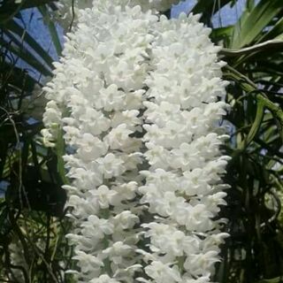 Hoa phong lan Sóc thái trắng