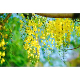 HẠT GIỐNG HOA MUỒNG HOÀNG YẾN - 10 Hat/ gói