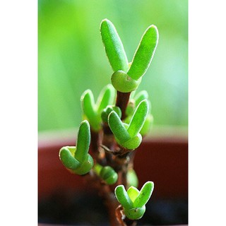 Hạt giống cây tai thỏ f1