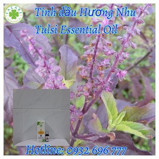 Tinh dầu Hương nhu Tulsi essential oil giúp thư giãn, khử mùi, làm thơm phòng - 50ml