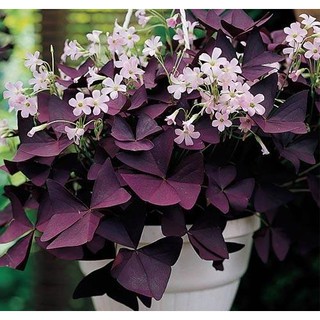Combo  3 Củ giống hoa bướm đêm - Cây cực dễ trồng ít chăm sóc, ra hoa quanh năm
