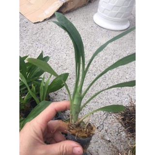 Lan Thiên Nga giống ( 6 màu chọn được)