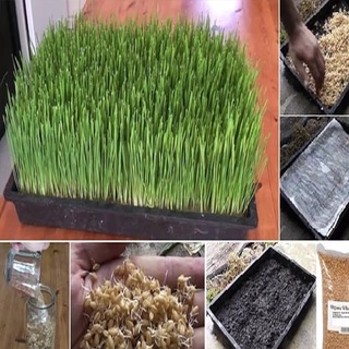 1kg hạt giống mầm cỏ lúa mì, hạt mầm cỏ lúa mạch