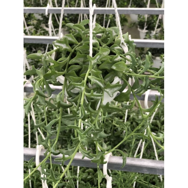 Sen Đá Cá Heo Xanh 🐬- Senecio Peragrinus Chậu Treo Kèm Móc, Xuất Xứ Đà Lạt, Dễ Trồng, Chăm Sóc 💪