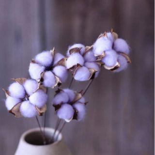 Hoa bông gòn- hoa cotton thật