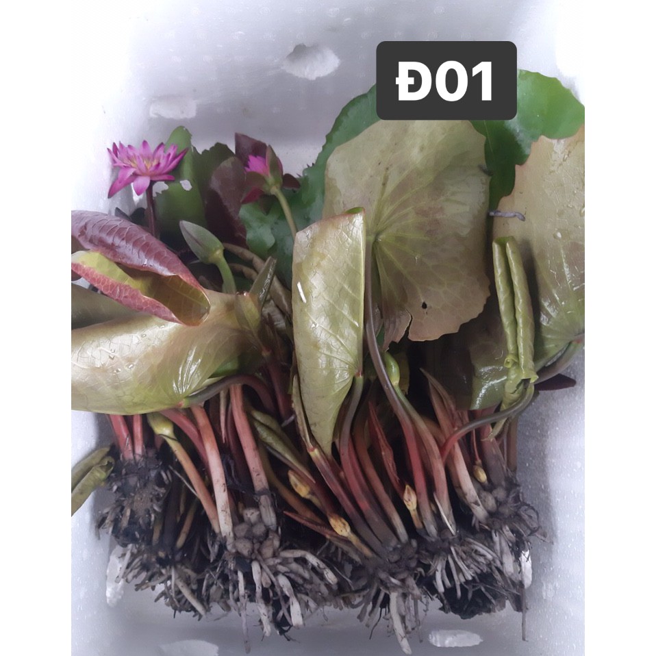 Cây hoa súng Thái Lan màu đỏ đậm Đ-01