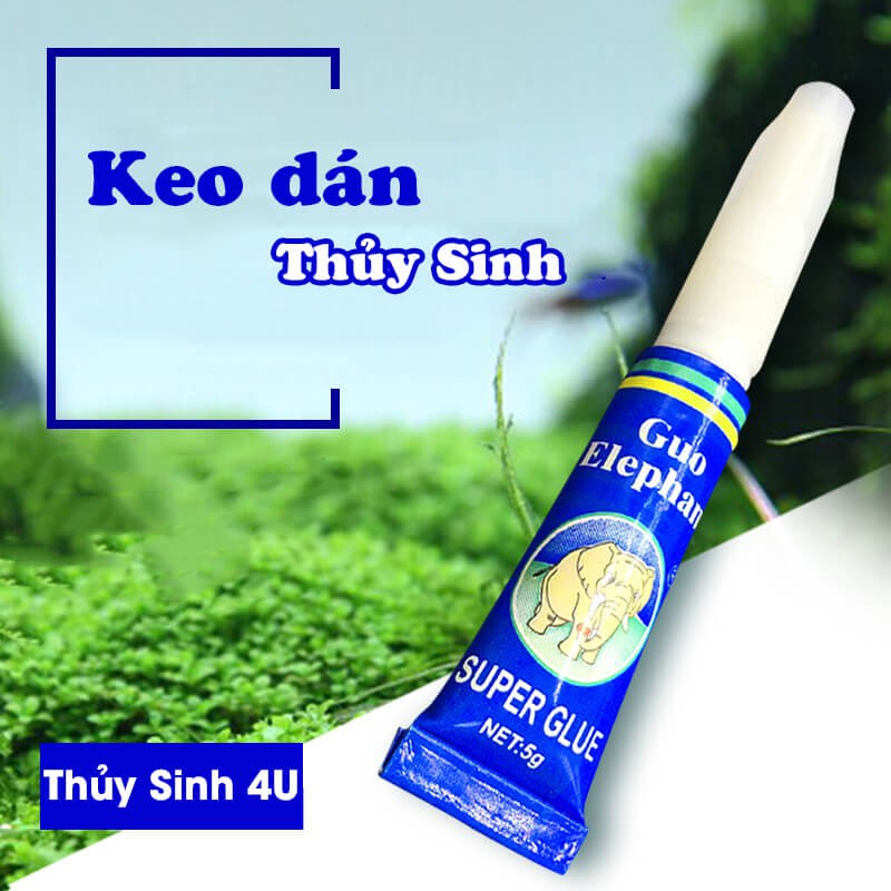 Keo dán cây thủy sinh , chuyên dán rêu, ráy cây thuỷ sinh