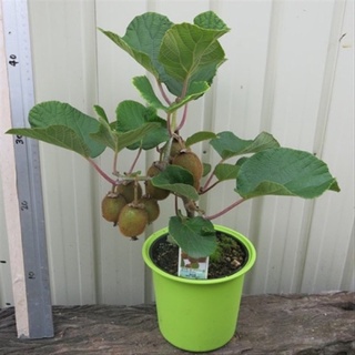 Hạt Giống Quả Kiwi 30 Hạt