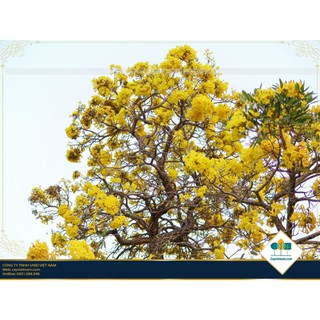 COMBO 2 BẦU CÂY PHONG LINH VÀNG GIỐNG( CHUỒNG VÀNG NÚI) - CB2BCGPLV
