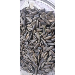 500gram hạt giống phượng vĩ