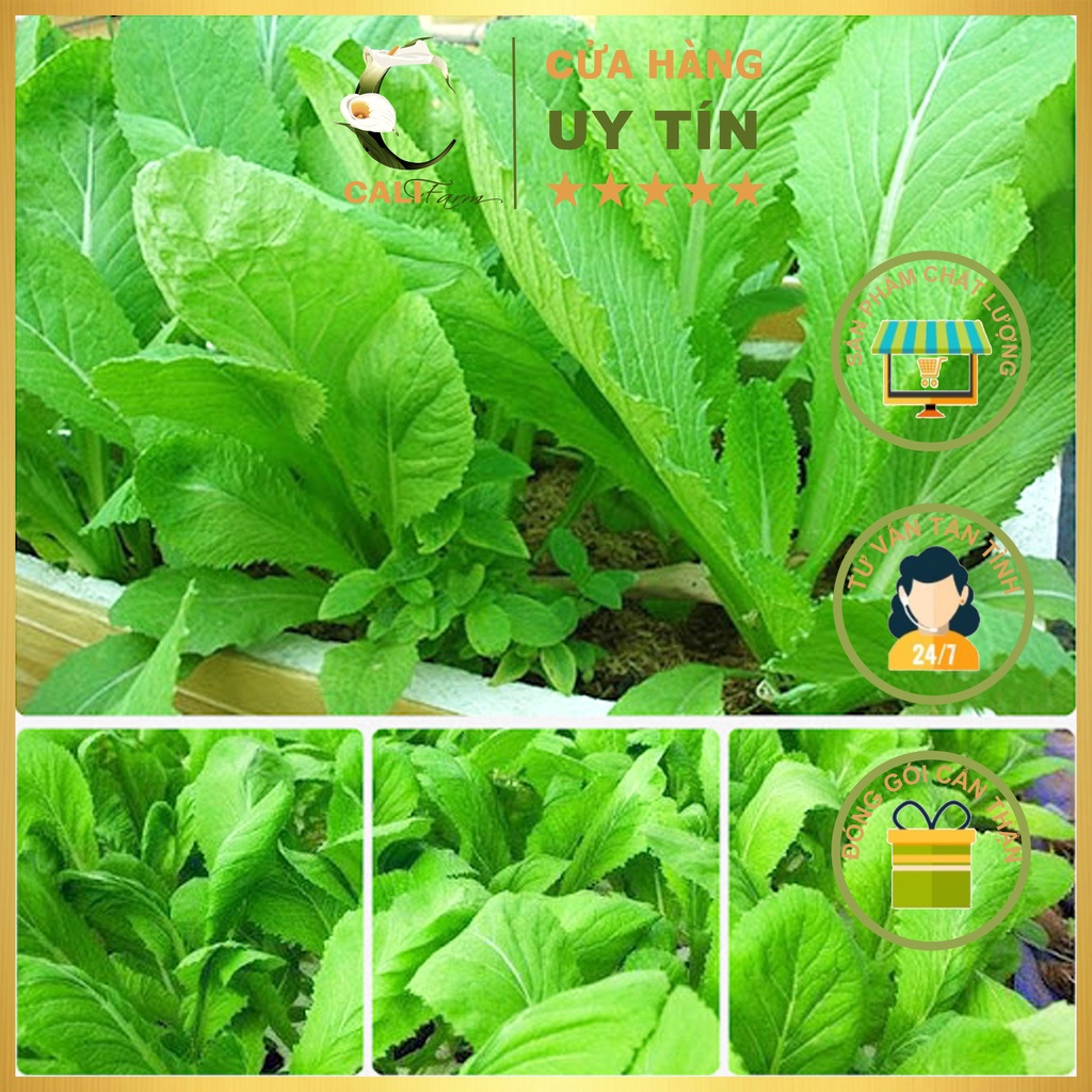 Hạt giống Cải Bẹ Xanh Mỡ 20g