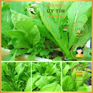 Hạt giống Cải Bẹ Xanh Mỡ 20g
