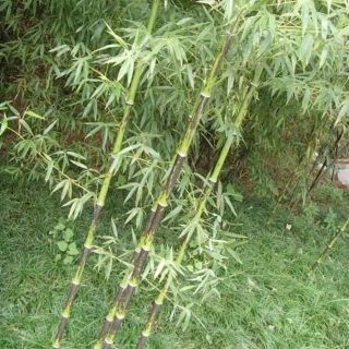 Hạt giống  Trúc lệ