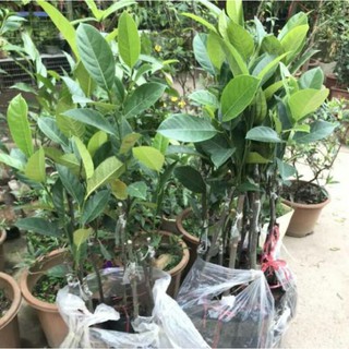 Cây giống Mít Tố nữ, mít mã lai
