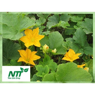 Hạt giống Bí ăn nụ TN