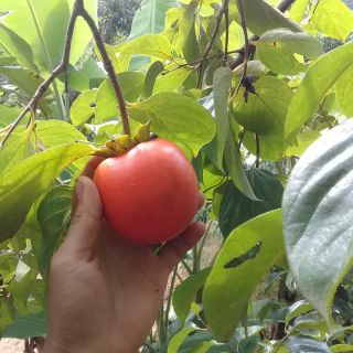 Cây giống hồng nhân hậu