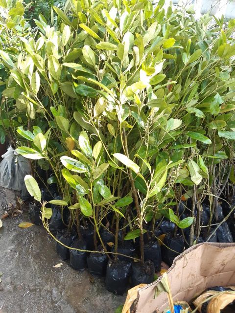 Cây cà na thái cao hơn 1m.