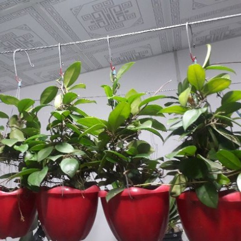 Lan cẩm cù lớn sắp hoa