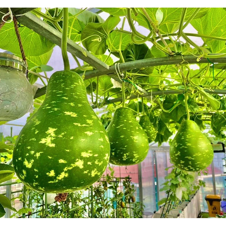 Gói 5 hạt giống bầu sao Đài Loan Yongfang-  tỷ lệ nảy mầm 95%