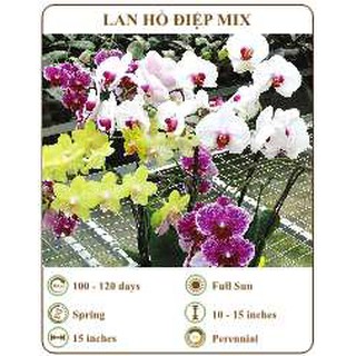 Hạt giống lan hồ điệp mix - THE XANH