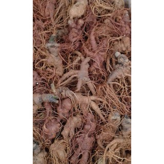 Tam thất tươi 20 củ/1kg