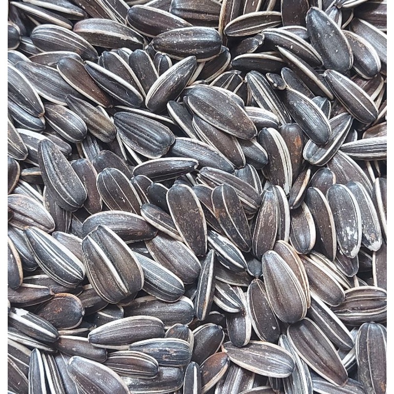 Hạt hướng dương lớn hamster 0,5kg