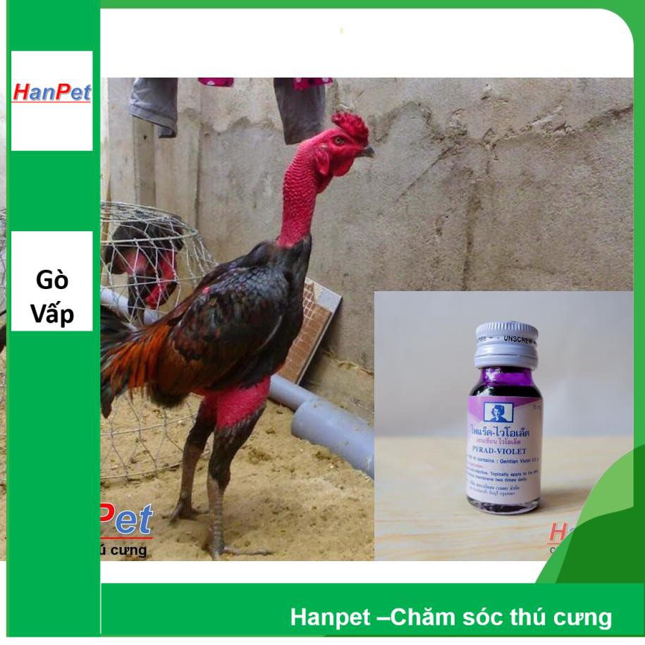 Hanpet.GV- bôi mép gà chọi, Mép trong Violet cho chiến kê, dạng- bôi 15ml/lọ- MADE IN THA