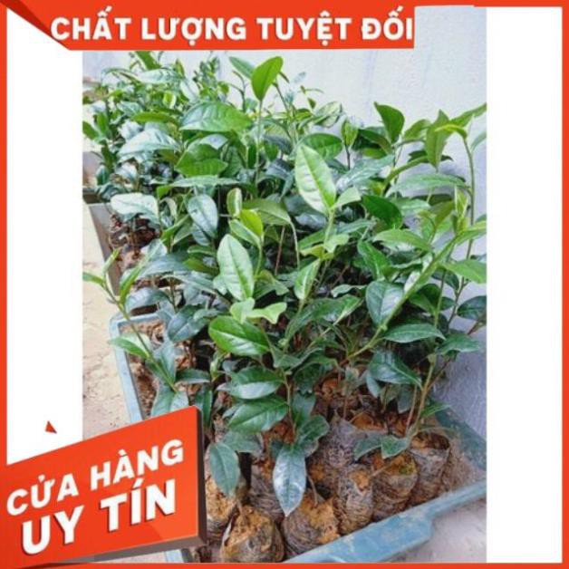 Combo 5 Cây Giống Chè Xanh Thái Nguyên tặng 1 cây