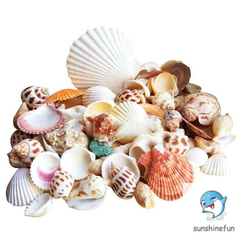 100G Vỏ Sò / Ốc Biển Trang Trí Bể Cá
