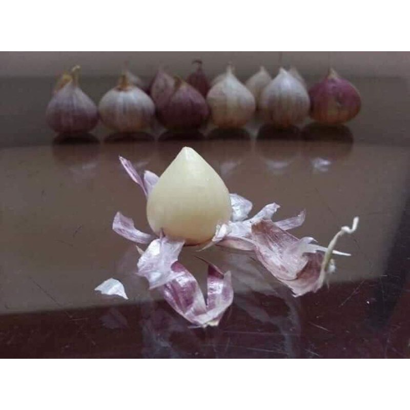 TỎI CÔ ĐƠN PHÙ YÊN SƠN LA CHUẨN XỊN