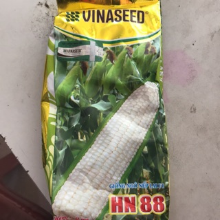 HẠT GIỐNG NGÔ NẾP LAI F1 HN88