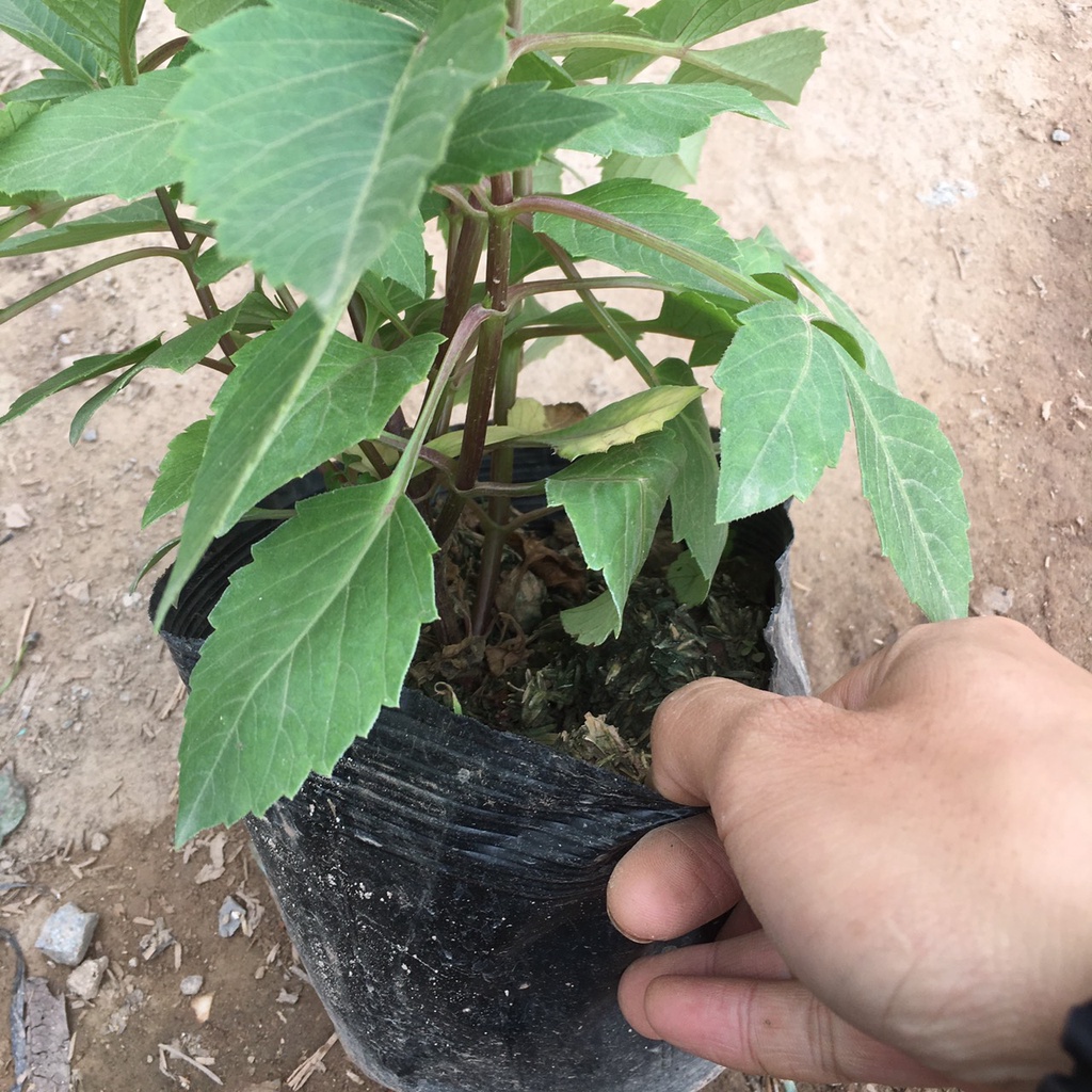 Cây Hoa Thược Dược Nhiều Màu Đã Có Thể Ra Hoa
