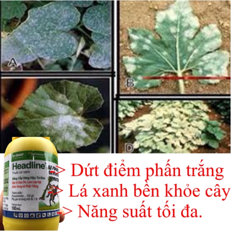 Chế Phẩm Headline 100CS trừ bệnh phấn trắng, đốm vòng trên dưa chuột, cà chua chai 100ml