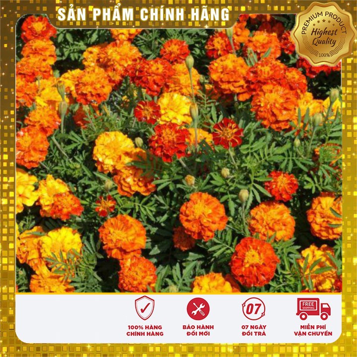 Hạt giống hoa Cúc Vạn Thọ Pháp