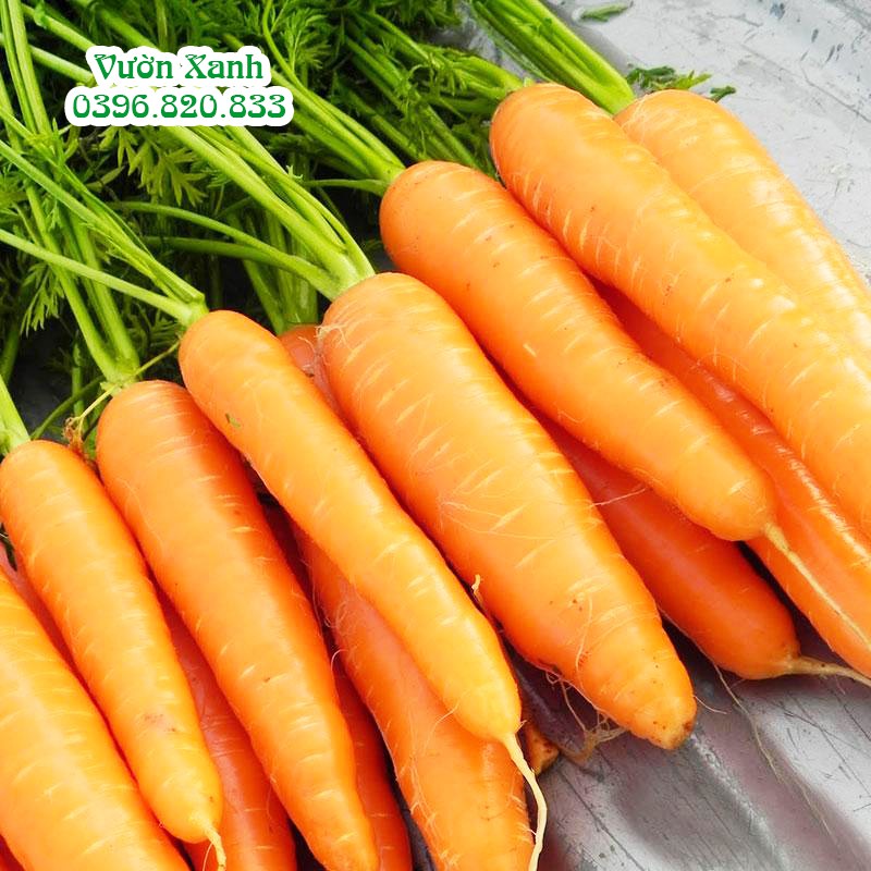 ( HOT ) Hạt giống cà rốt ta ngọt, cà rốt nhiều màu dễ trồng 2gr/ gói