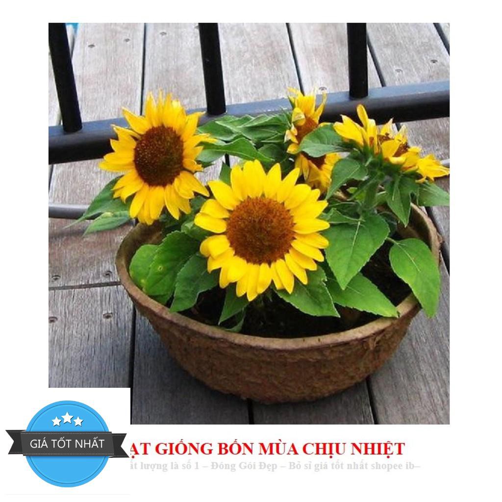 Hạt Giống Hoa Hướng Dương Lùn  ĐẾN MÙA TRỒNG TẾT
