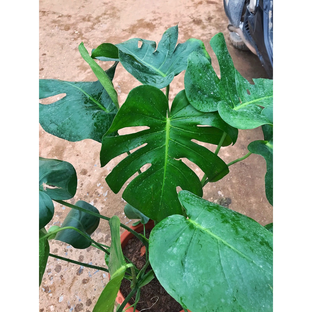 Cây trầu bà Nam Mỹ lá xẻ, trầu bà monstera   cao 45cm lá xanh bóng, trang trí nội thất