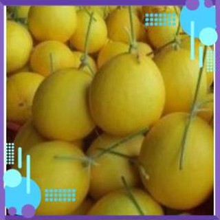 Hạt giống Dưa lê kim cô nương F1_Dưa hoàng hậu .